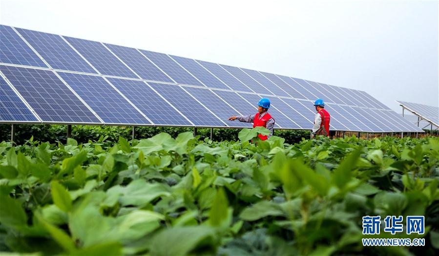 (經濟)(1)河北魏縣:“農光互補”助農增收